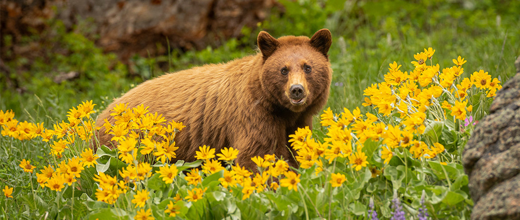 Bear looking at you.