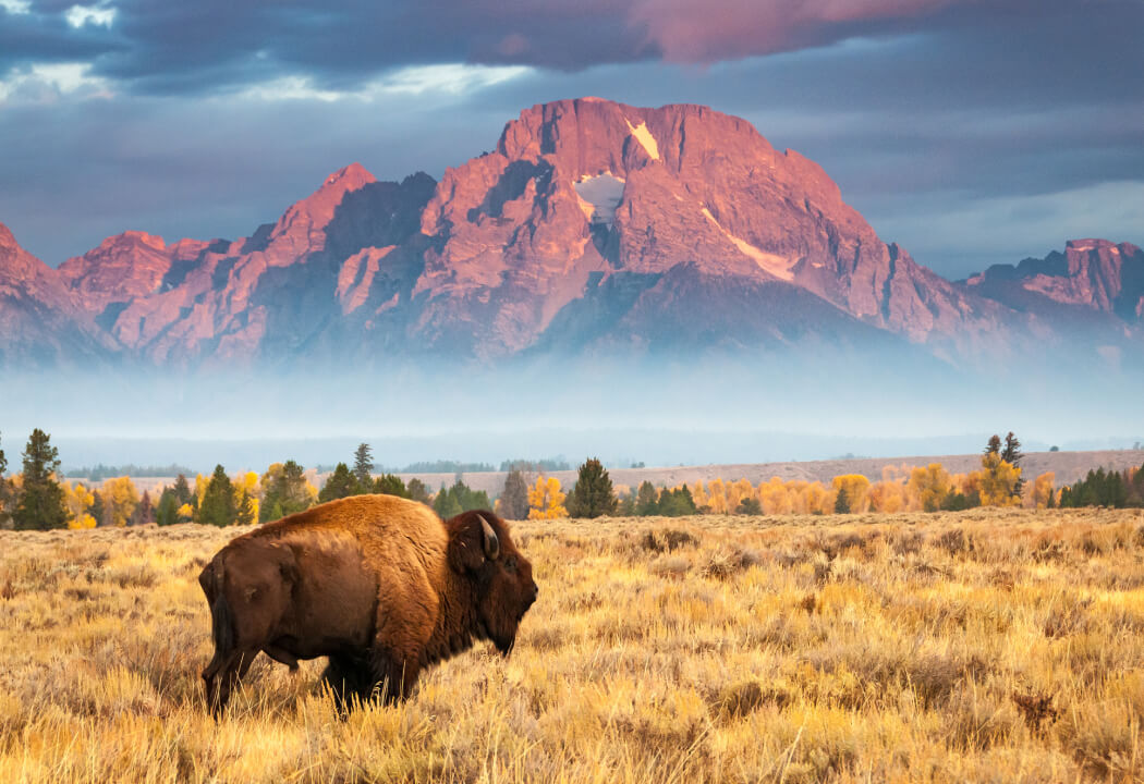 A bison standing in a wide Wyoming plain with a mountain in the background