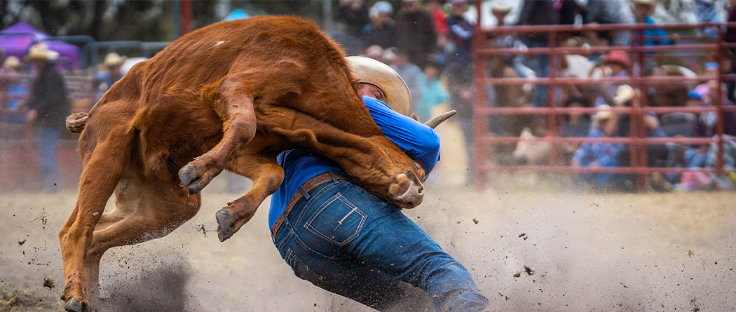 Cowboy wrestling a steer at the rodeo